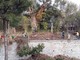 Ventimiglia: prosegue la bonifica di un terreno comunale di fronte al Forte dell’Annunziata ad opera di alcuni richiedenti asilo e degli operai comunali Ventimiglia: prosegue la bonifica di un terreno comunale di fronte al Forte dell’Annunziata ad opera di alcuni richiedenti asilo e degli operai comunali