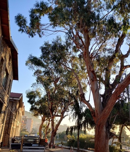 Verde pubblico a Vallecrosia, Perri presenta un'interpellanza