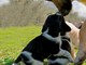 Etologia e Animalità: la ‘Riserva Sparta’ mette radici a Pieve di Teco in Valle Arroscia
