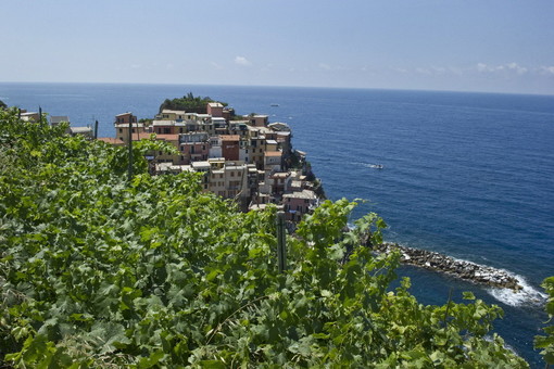 Bollicine si, ma solo con origine tracciabile delle uve: Coldiretti &quot;Viticoltura settore cardine della Liguria&quot;