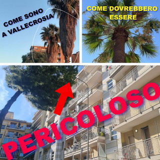 Situazione del verde pubblico a Vallecrosia, Perri: &quot;Le mie segnalazioni sono rimaste inascoltate&quot;