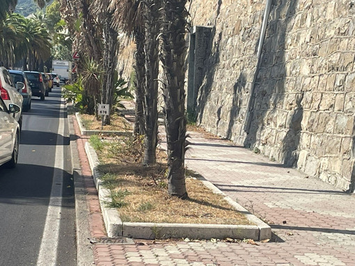 Imperia: Approvato il Piano di contenimento della vegetazione infestante ed allergenica nelle aree comunali