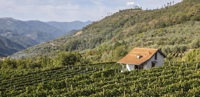 Agricoltura, al via sostegno per ristrutturazione e riconversione vigneti