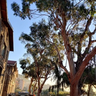 Verde pubblico a Vallecrosia, Perri presenta un'interpellanza Verde pubblico a Vallecrosia, Perri presenta un'interpellanza