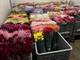 La Ditta Viglietti Sergio, Leader nell'Export Fiori e Fronde, ricerca Tre Figure Professionali da inserire nella sua sede di Sanremo La Ditta Viglietti Sergio, Leader nell'Export Fiori e Fronde, ricerca Tre Figure Professionali da inserire nella sua sede di Sanremo