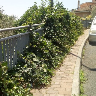 Imperia: erbacce ed edera coprono il marciapiede di via Don Minzoni. La segnalazione di un lettore (Foto)
