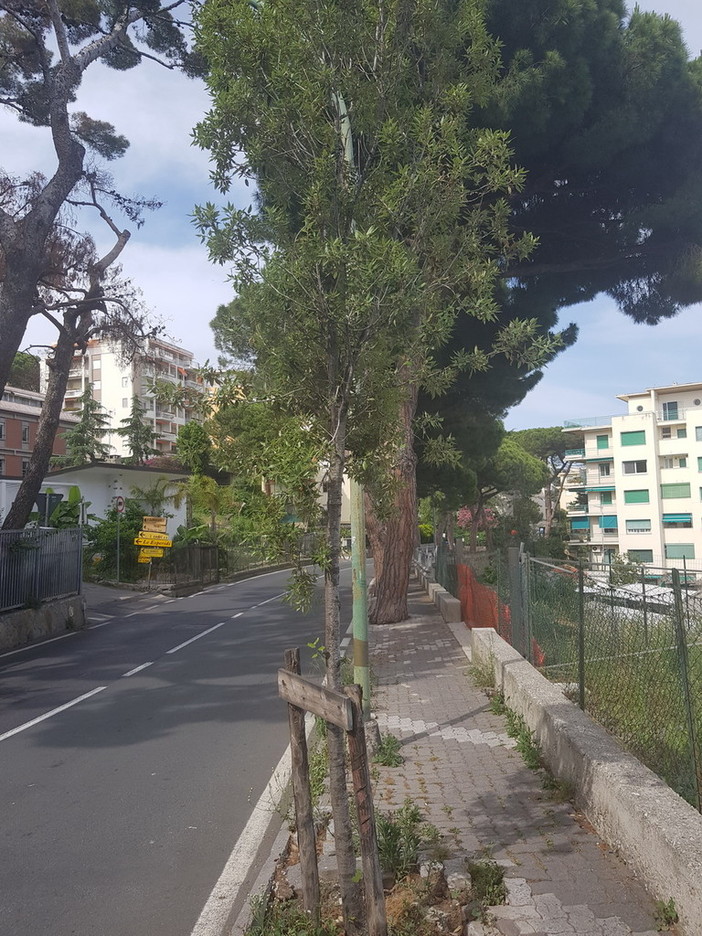 Sanremo, incidente in via Padre Semeria, un residente "Non è colpa dell'asfalto sconnesso" Sanremo, incidente in via Padre Semeria, un residente "Non è colpa dell'asfalto sconnesso"
