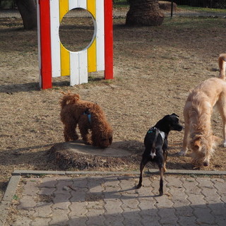 Sanremo: area cani di lungomare Calvino nel degrado, protocollata oggi in comune una petizione firmata da 100 residenti