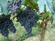 Partita la vendemmia 2019, Coldiretti: “L’andamento dell’export conferma l’ottima qualità del vino prodotto”