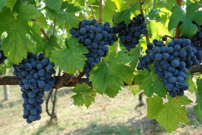 Viticoltura, Coldiretti incalza Regione Liguria: "Necessario istituire una soglia minima di diritti d'impianto"