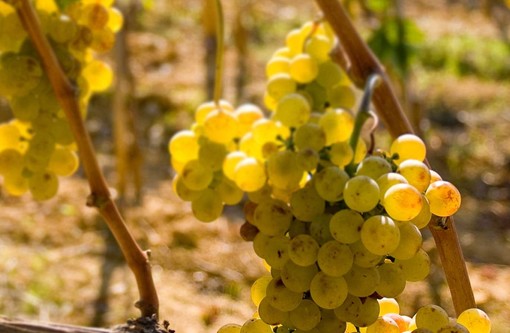 Camporosso: al via ‘Vertourmer’ il progetto transfrontaliero europeo per la promozione del Vermentino
