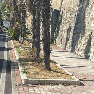 Imperia: Approvato il Piano di contenimento della vegetazione infestante ed allergenica nelle aree comunali
