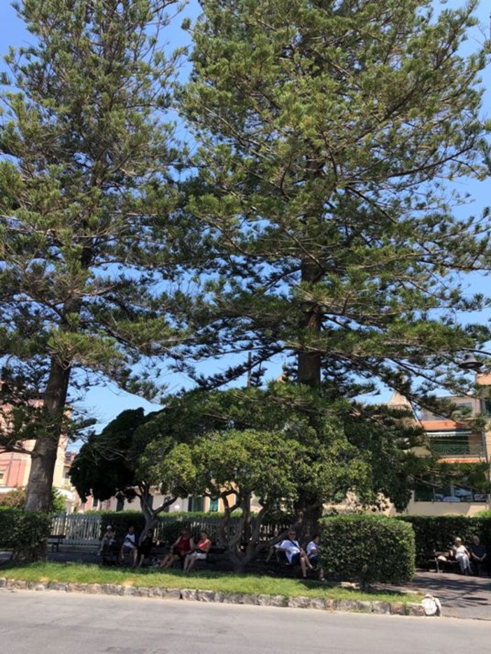 Calore estremo, i consigli del Comitato Spontaneo del Verde di Bordighera: "Necessario creare delle zone d'ombra" Calore estremo, i consigli del Comitato Spontaneo del Verde di Bordighera: "Necessario creare delle zone d'ombra"