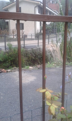 Diano Marina: torrente Varcavello ingrossato, lettrice ha paura che possa fare danni Diano Marina: torrente Varcavello ingrossato, lettrice ha paura che possa fare danni