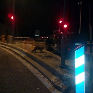 Con la riapertura del tunnel, torneranno tra le macchine in coda anche le volpi del Tenda?