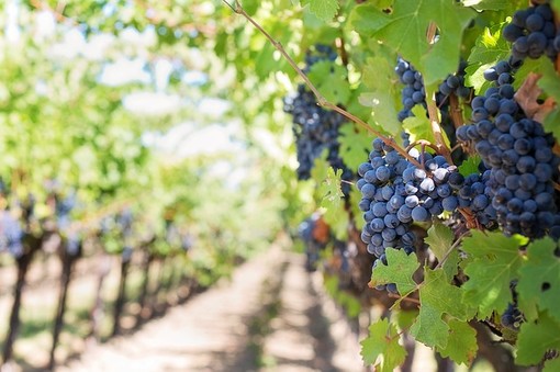 AIS e Regione Liguria insieme per la valorizzazione del territorio attraverso le tipicità locali e le eccellenze vitivinicole