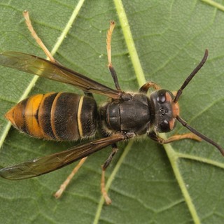 Vespa velutina, dall'Imperiese un sistema innovativo per salvare le api: "Serve un finanziatore"