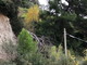 Sanremo: alberi pericolanti e buche sull'asfalto in Valle Armea, la segnalazione con foto di un lettore