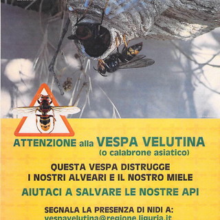 Ventimiglia: continua la campagna di sensibilizzazione del comune in contrasto alla vespa velutina. Ecco come fare una segnalazione