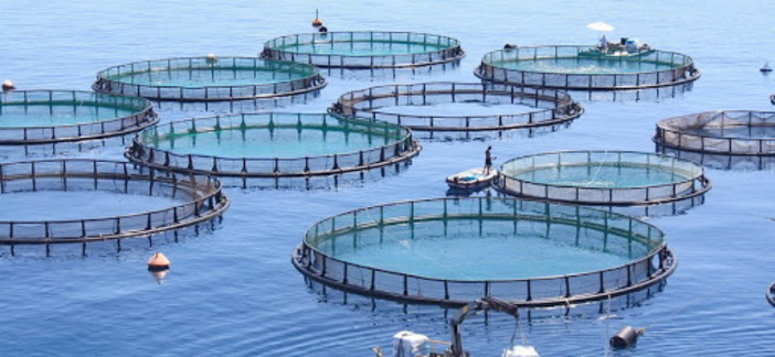 Itticoltura alla Galeazza, soddisfatto il fronte del no per gli approfondimenti disposti dal Comune (Video)