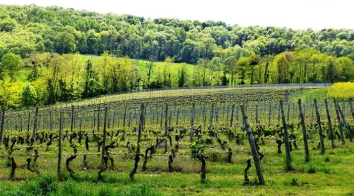 Anticipo d’estate: l’alta pressione fa ben sperare per le colture liguri