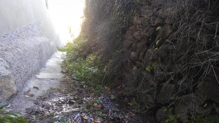 Imperia: incuria nella mulattiera comunale di via Ruggetto a Barcheto, l'appello dei residenti all'amministrazione (Foto) Imperia: incuria nella mulattiera comunale di via Ruggetto a Barcheto, l'appello dei residenti all'amministrazione (Foto)