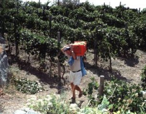 Regione Liguria: quest'anno partenza a rilento per la Vendemmia