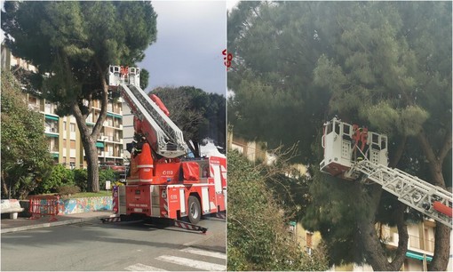 Maltempo, ramo pericolante a Vallecrosia: vigili del fuoco in azione (Foto) Maltempo, ramo pericolante a Vallecrosia: vigili del fuoco in azione (Foto)
