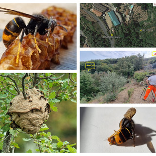 Vespa velutina, testato con efficacia il metodo per contrastarla: l’avanguardia tecnologica a difesa delle api e degli apiari Vespa velutina, testato con efficacia il metodo per contrastarla: l’avanguardia tecnologica a difesa delle api e degli apiari