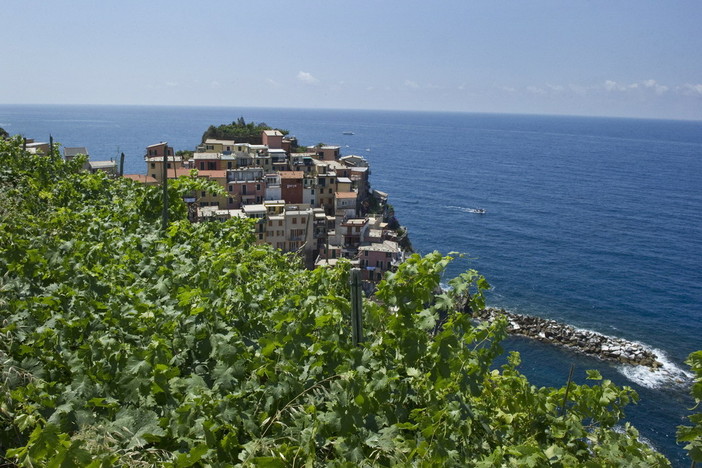 Bollicine si, ma solo con origine tracciabile delle uve: Coldiretti "Viticoltura settore cardine della Liguria"