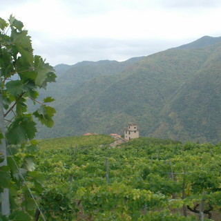 Domenica prossima nuova iniziativa per la degustazione dell'uva a Soldano