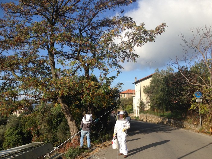 Seborga: intervento degli operatori su un nido di Vespe Velutine, a 10 metri di altezza Seborga: intervento degli operatori su un nido di Vespe Velutine, a 10 metri di altezza
