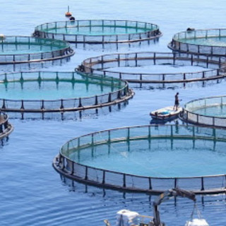 Itticoltura alla Galeazza, soddisfatto il fronte del no per gli approfondimenti disposti dal Comune (Video)