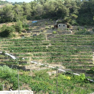 Agricoltura in Regione: Piana “Nuove autorizzazioni per gli impianti dei vigneti in Liguria”