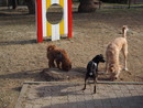 Sanremo: area cani di lungomare Calvino nel degrado, protocollata oggi in comune una petizione firmata da 100 residenti Sanremo: area cani di lungomare Calvino nel degrado, protocollata oggi in comune una petizione firmata da 100 residenti