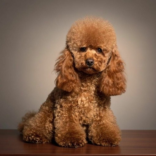 Dopo il Festival, tra musica e curiosità: il barboncino resta uno dei cani più amati dalle star