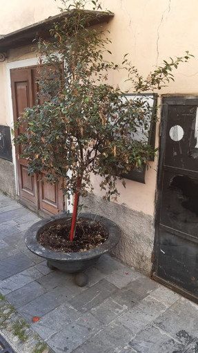 Sanremo: vaso copre il pannello con le informazione storiche sulla Torre della Ciapela, la segnalazione di un cittadino