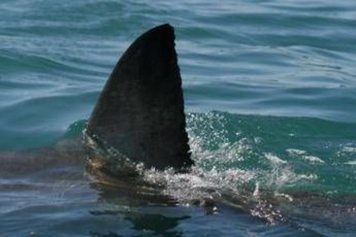 Morto il 12enne attaccato da uno squalo nel porto di Sydney Morto il 12enne attaccato da uno squalo nel porto di Sydney