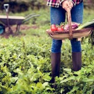 Usa, una famiglia rifiuta 26 milioni di dollari da un'azienda IA: "La nostra fattoria non diventerà un data center"