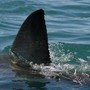 Australia, squalo attacca e uccide nuotatore a Perth Australia, squalo attacca e uccide nuotatore a Perth