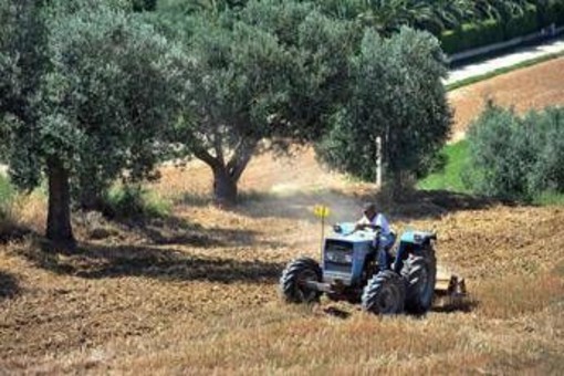Agricoltura: aperta misura 'Generazione Terra' di Ismea, 120 milioni a giovani per acquisto terreni