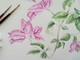 Bordighera: sabato prossimo, workshop di pittura botanica alla Biblioteca Civica