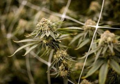 Farmaco con cannabis funziona contro dolore cronico, lo studio Farmaco con cannabis funziona contro dolore cronico, lo studio