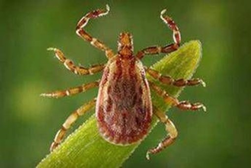 Allarme Altnv, il nuovo virus dalle zecche: cosa sapere Allarme Altnv, il nuovo virus dalle zecche: cosa sapere