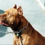 Frosinone, pitbull azzanna bimba di 2 anni e la scaraventa contro un muro