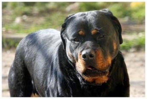 Azzannato in campagna da due rottweiler, muore 72enne: dramma a Lecce Azzannato in campagna da due rottweiler, muore 72enne: dramma a Lecce