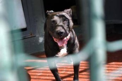 Pitbull aggredisce il padrone, la moglie uccide il cane e lo salva Pitbull aggredisce il padrone, la moglie uccide il cane e lo salva