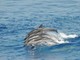 Parti con Whale Whatching Imperia e ammira delfini, balene e cetacei nel loro ambiente naturale