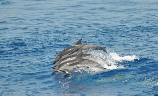 Parti con Whale Whatching Imperia e ammira delfini, balene e cetacei nel loro ambiente naturale Parti con Whale Whatching Imperia e ammira delfini, balene e cetacei nel loro ambiente naturale
