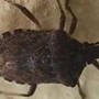 Malattia di Chagas spaventa l'America Latina, circa 6 mln convivono con l'infezione parassitaria Malattia di Chagas spaventa l'America Latina, circa 6 mln convivono con l'infezione parassitaria